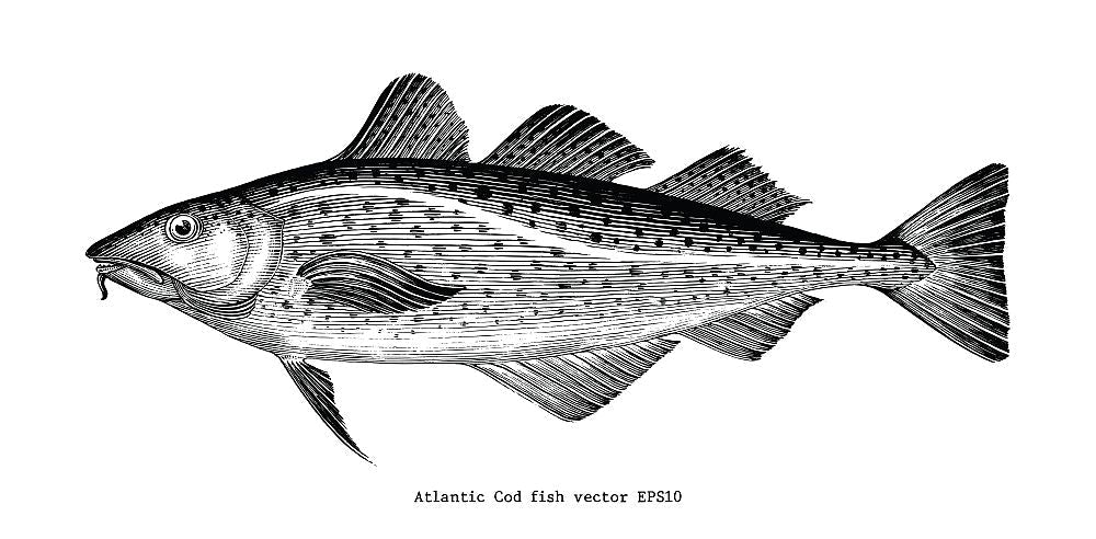 cod liver oil