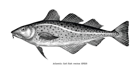 cod liver oil