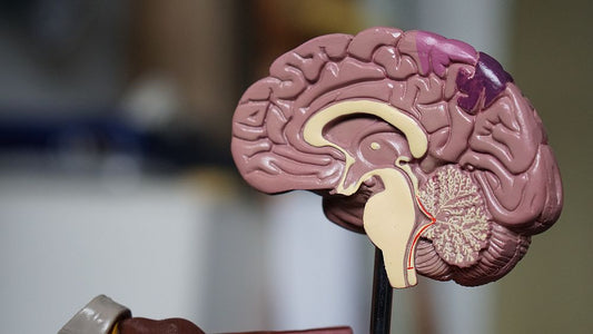 fish oil for brain injury