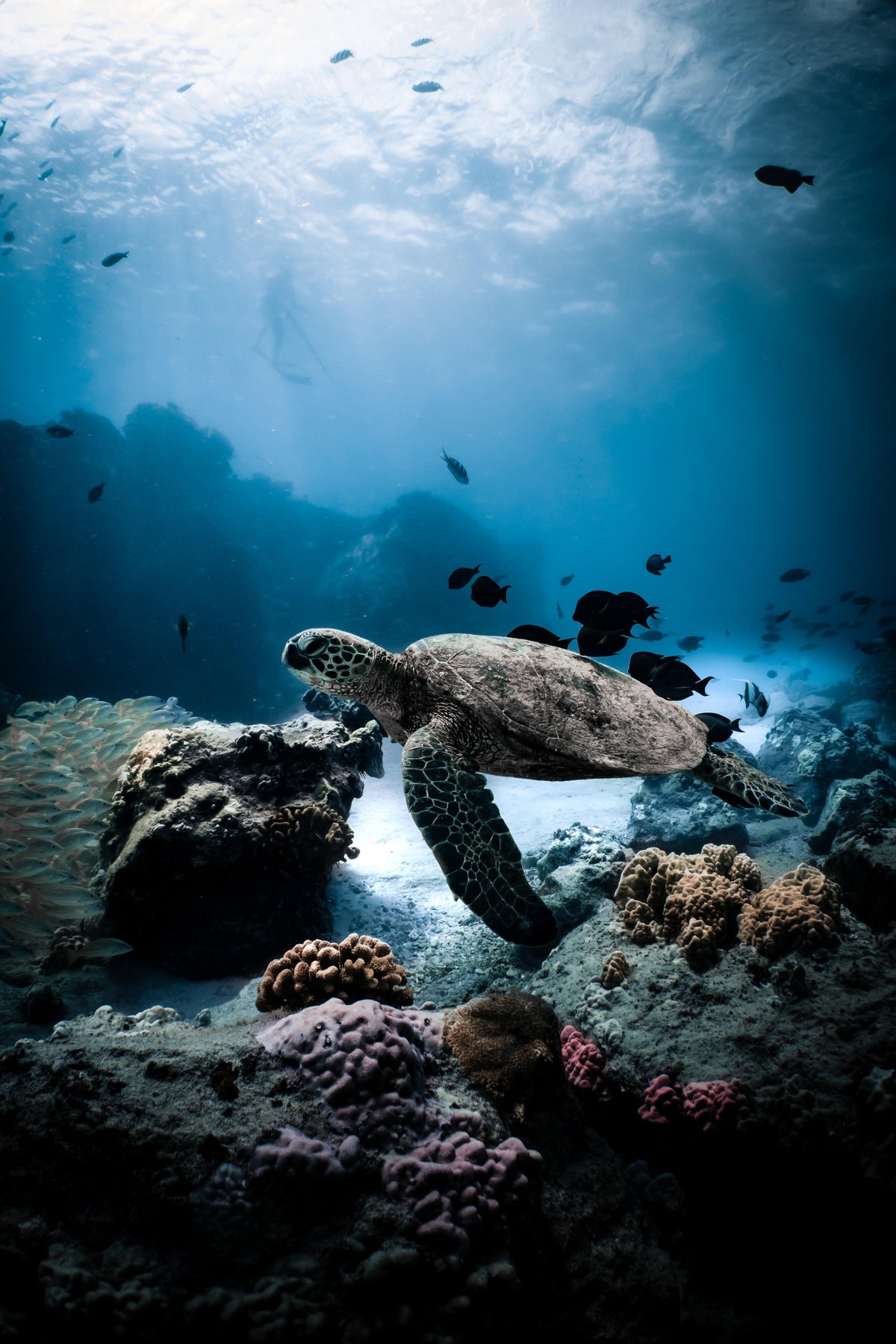Every Bottle Sold Removes Its Weight in Ocean Plastic