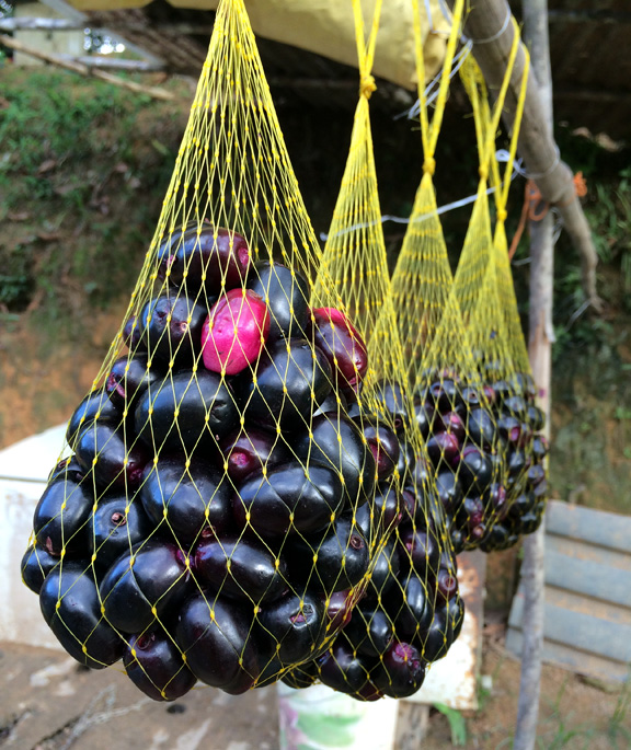 Jamelao fruilt or purple olive